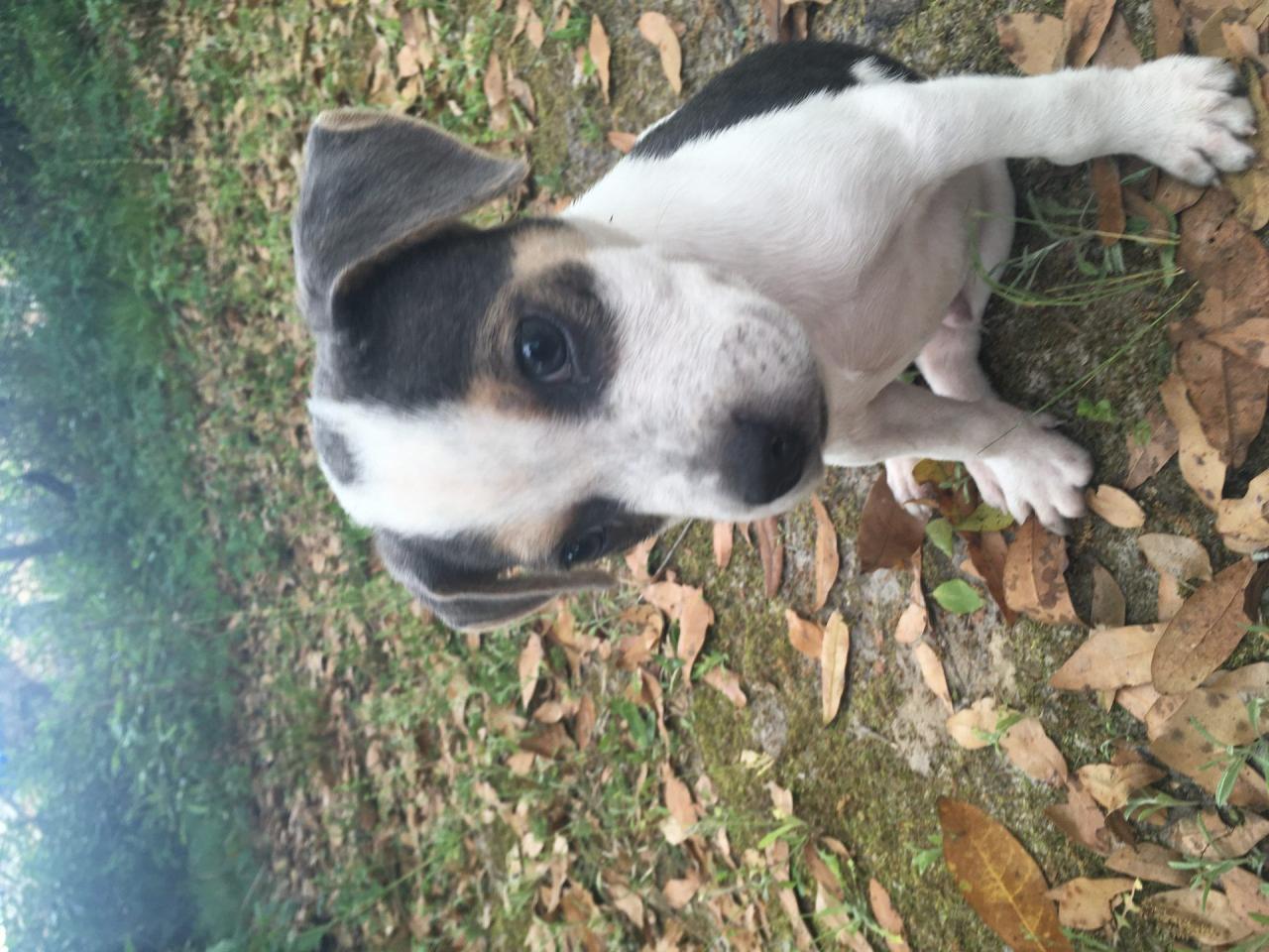 I Adopted A Pandemic Puppy - Aquí Is How Much It Has Cost Me So Far - Whyadopted a pandemic puppy
