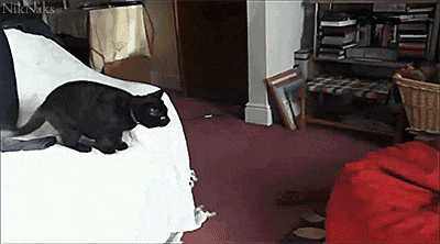 Cat jumping onto beanbag.