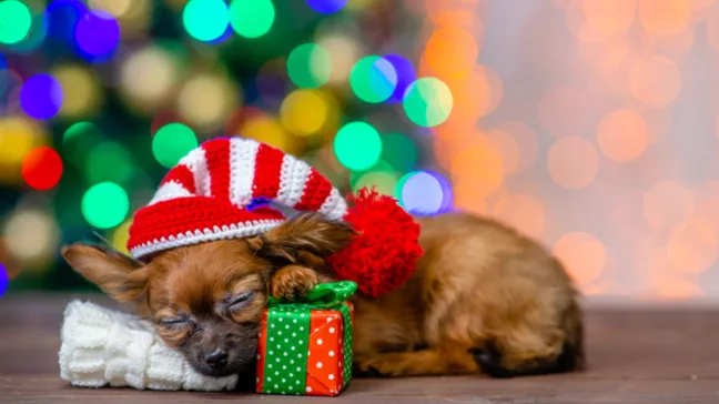 Affordable Gems: 55 Inexpensive Christmas Gift Ideas - Pet toy subscription