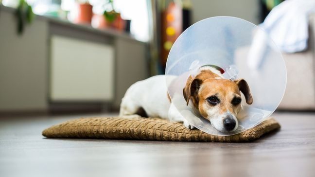 Protect Your Petapos;s Elalth With se 6 Best Pet Insurance Companies